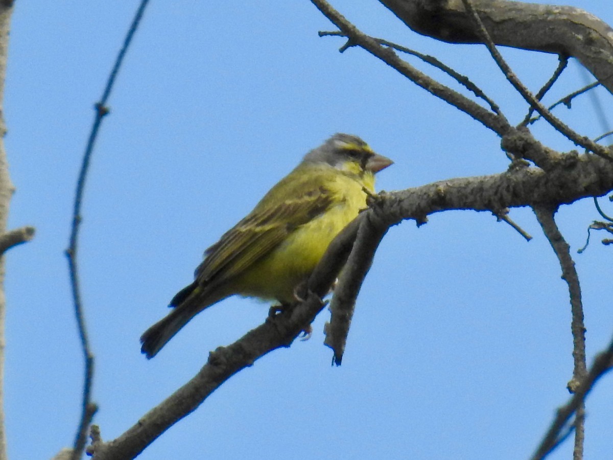 Yellow-fronted Canary - ML268915051