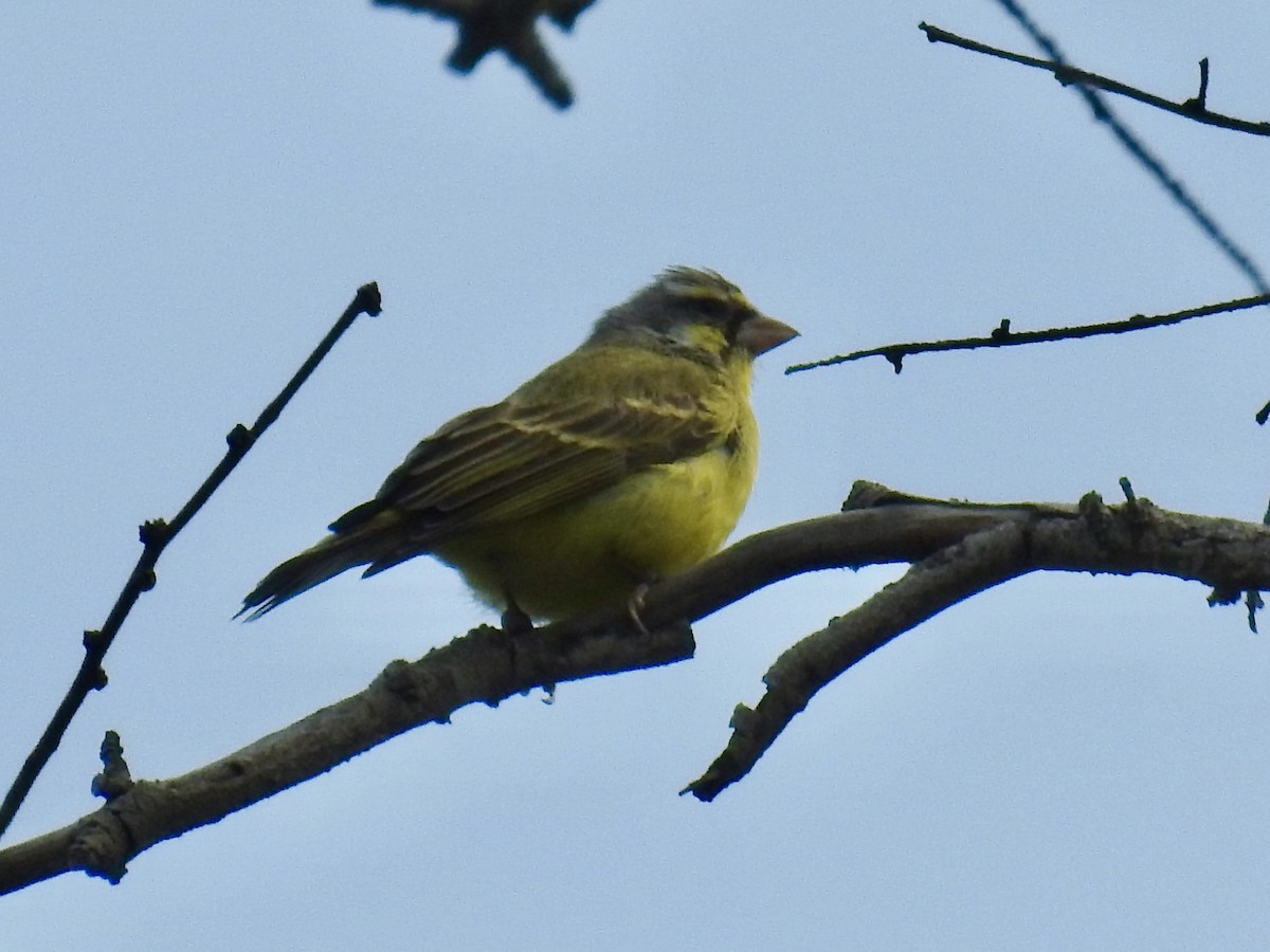 Yellow-fronted Canary - ML268915061