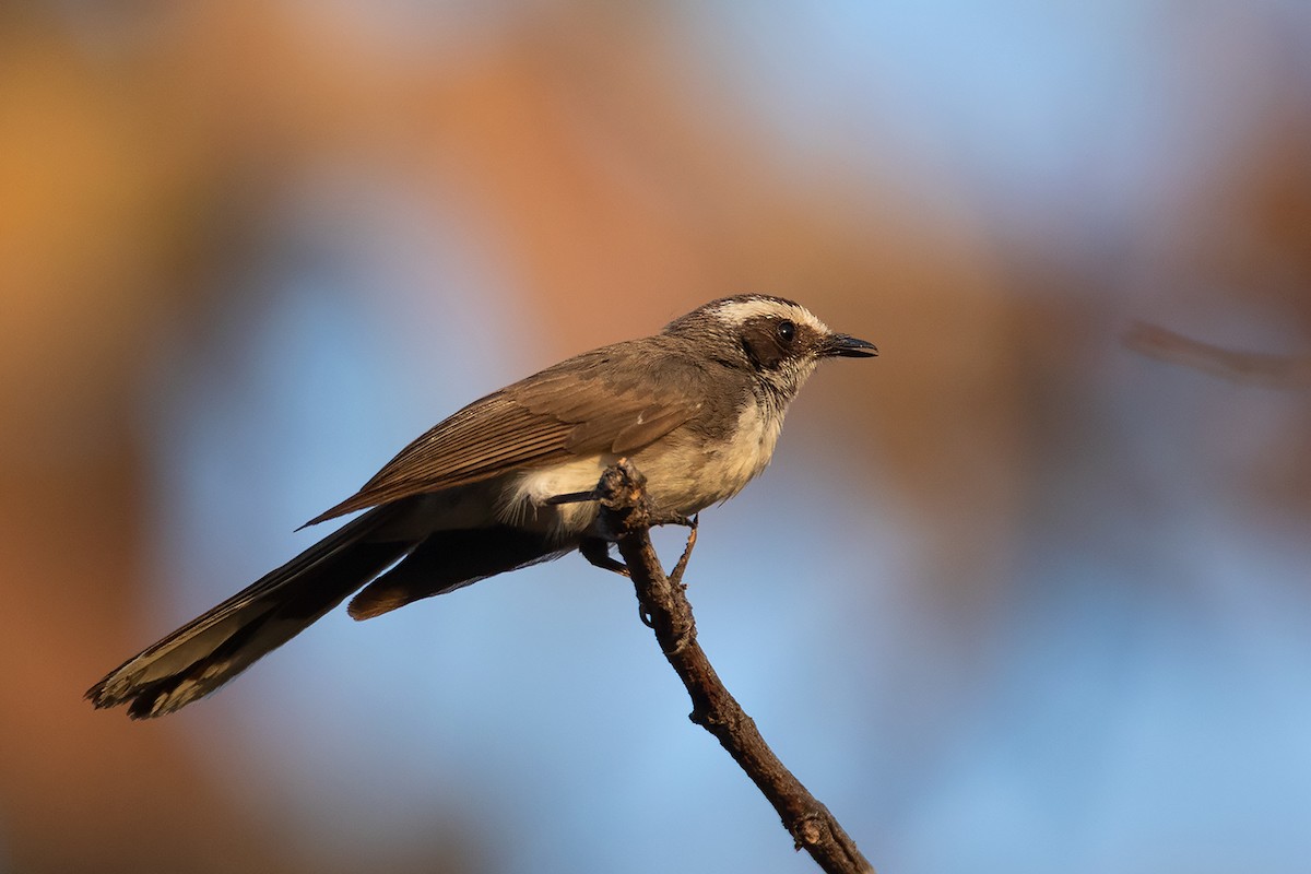 White-browed Fantail - ML268921841