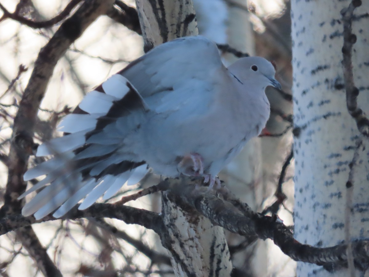 Eurasian Collared-Dove - ML268922741