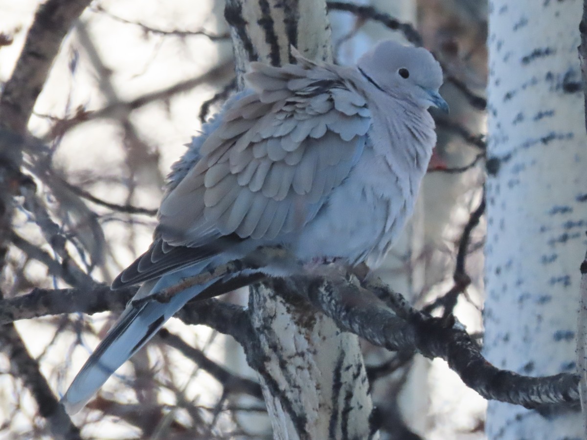 Eurasian Collared-Dove - ML268922901
