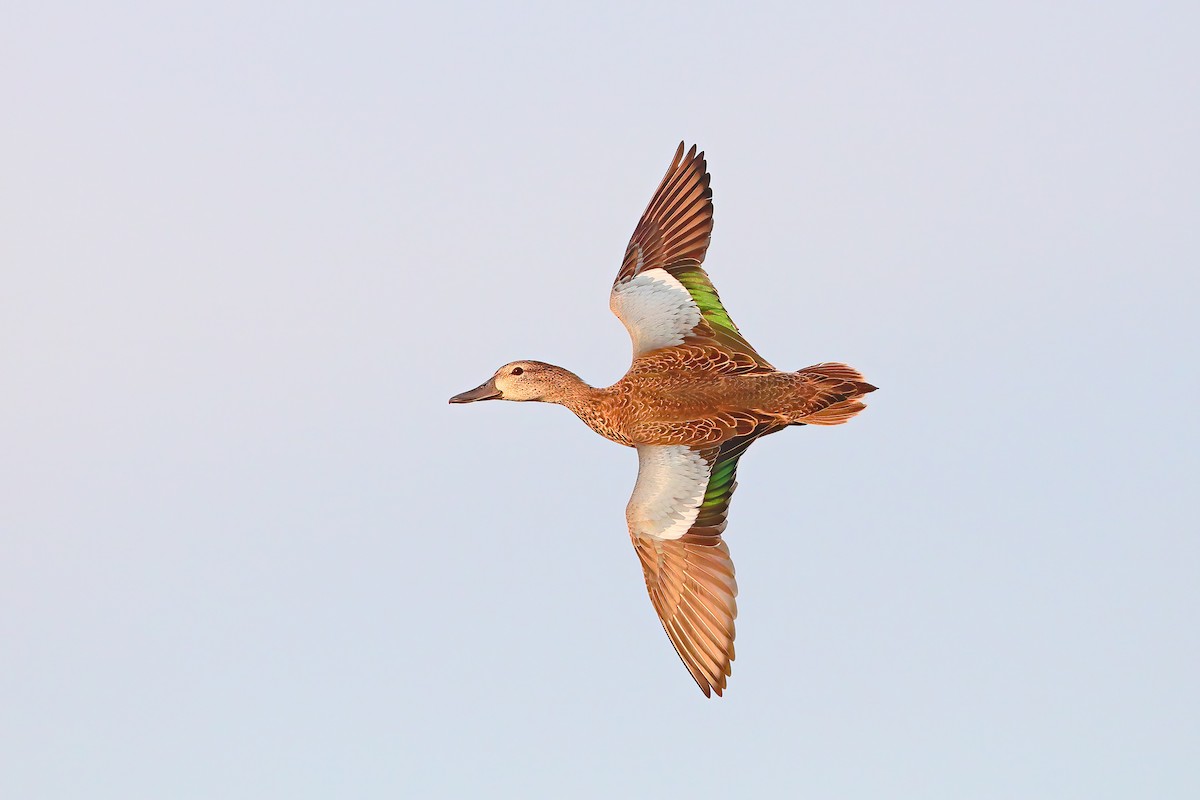 Blue-winged Teal - ML268923581