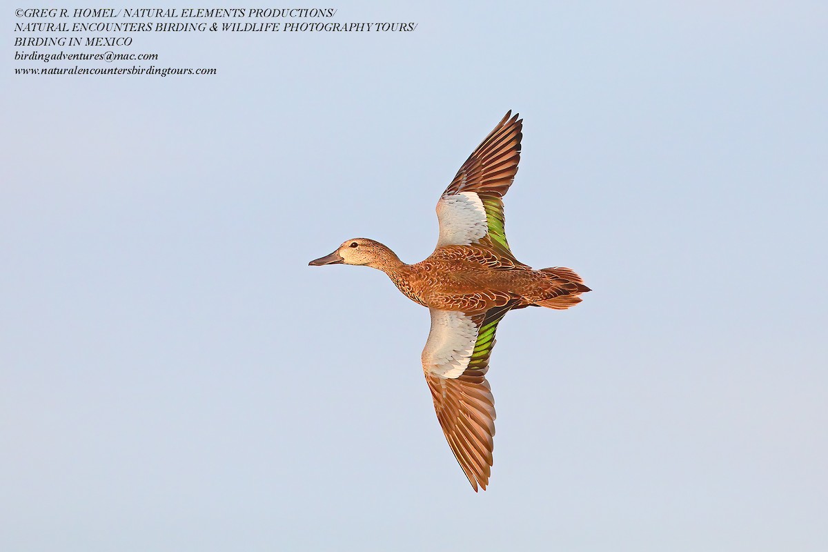 Blue-winged Teal - ML268923641