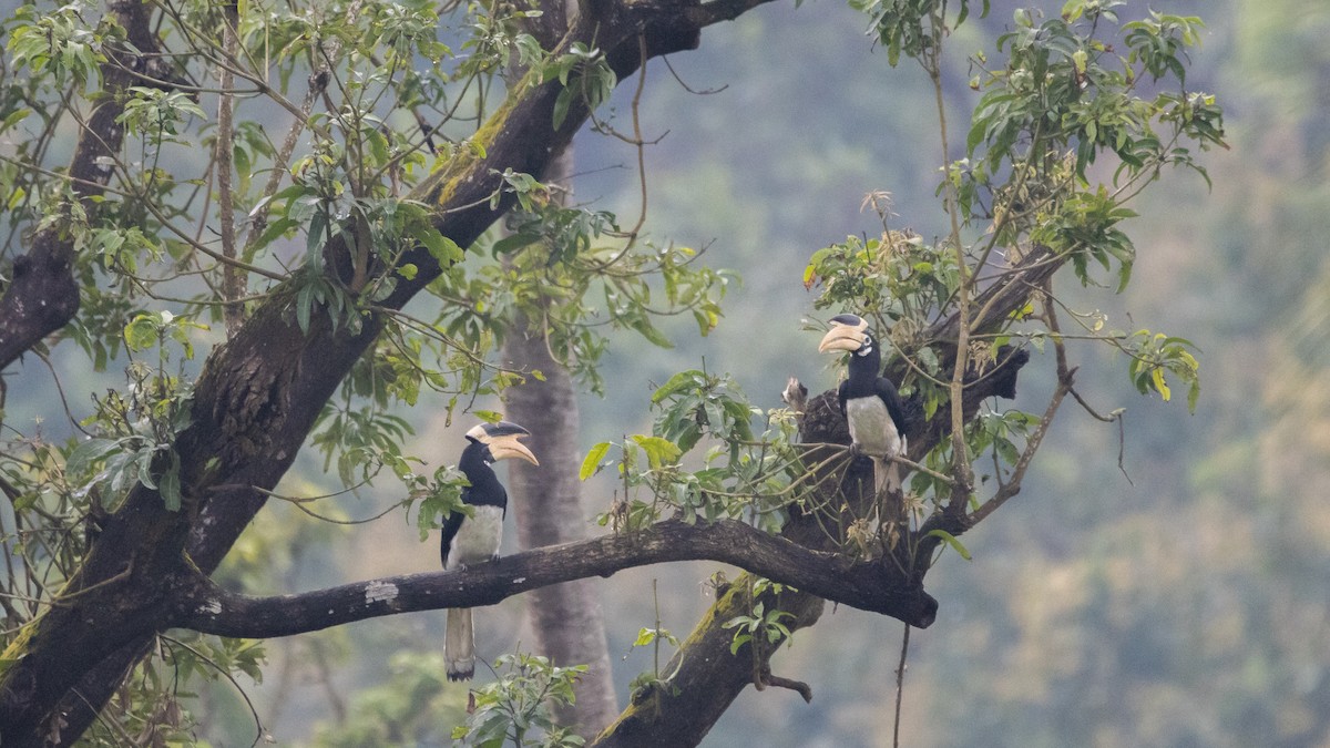 Malabar Pied-Hornbill - Parag Kokane
