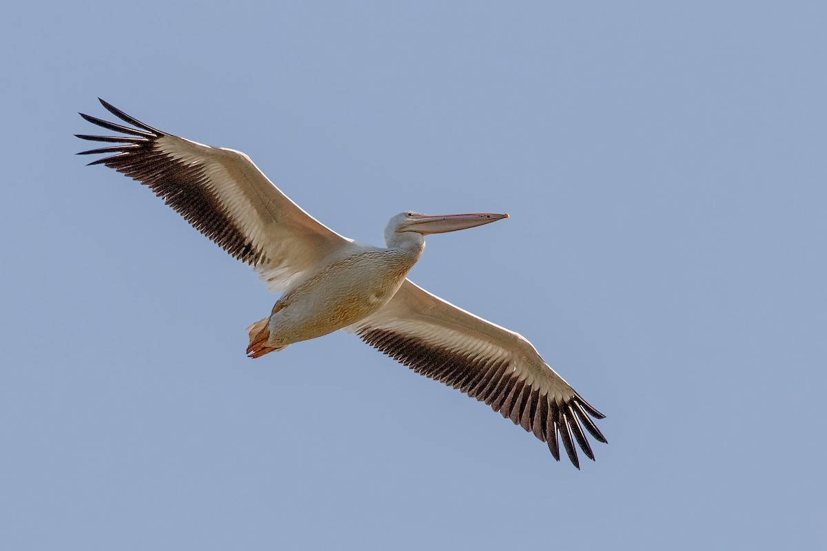American White Pelican - Dorna Mojab