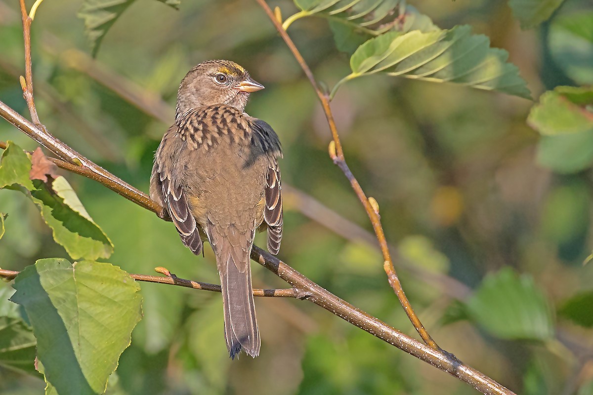 Golden-crowned Sparrow - ML268932221