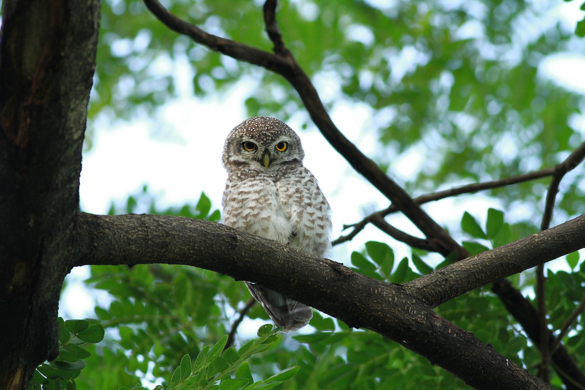 Spotted Owlet - ML268938531
