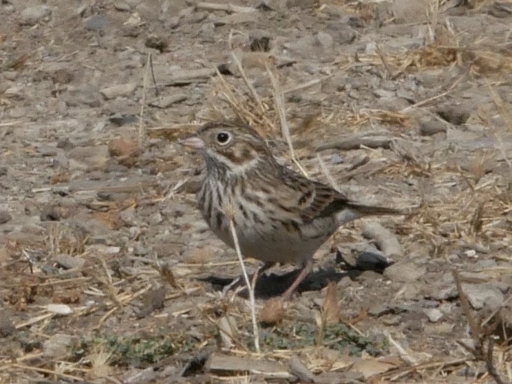 Vesper Sparrow - Barbara Coll