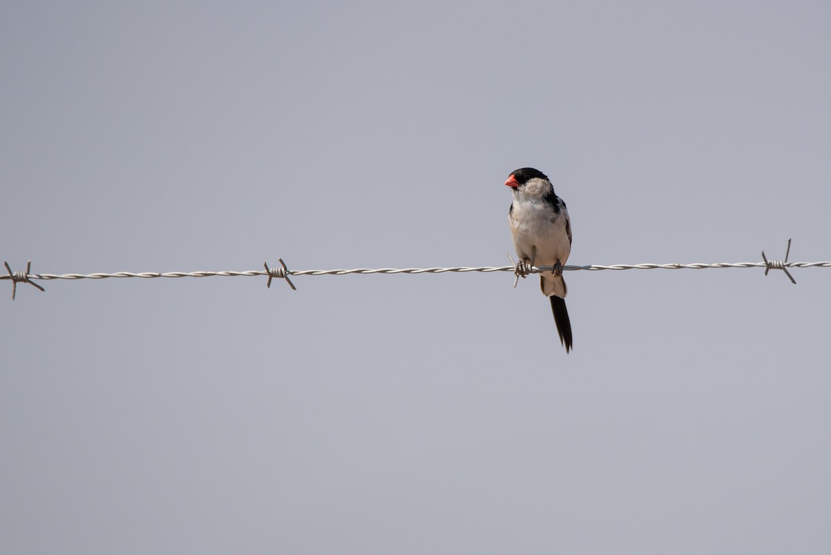 Pin-tailed Whydah - ML268940131