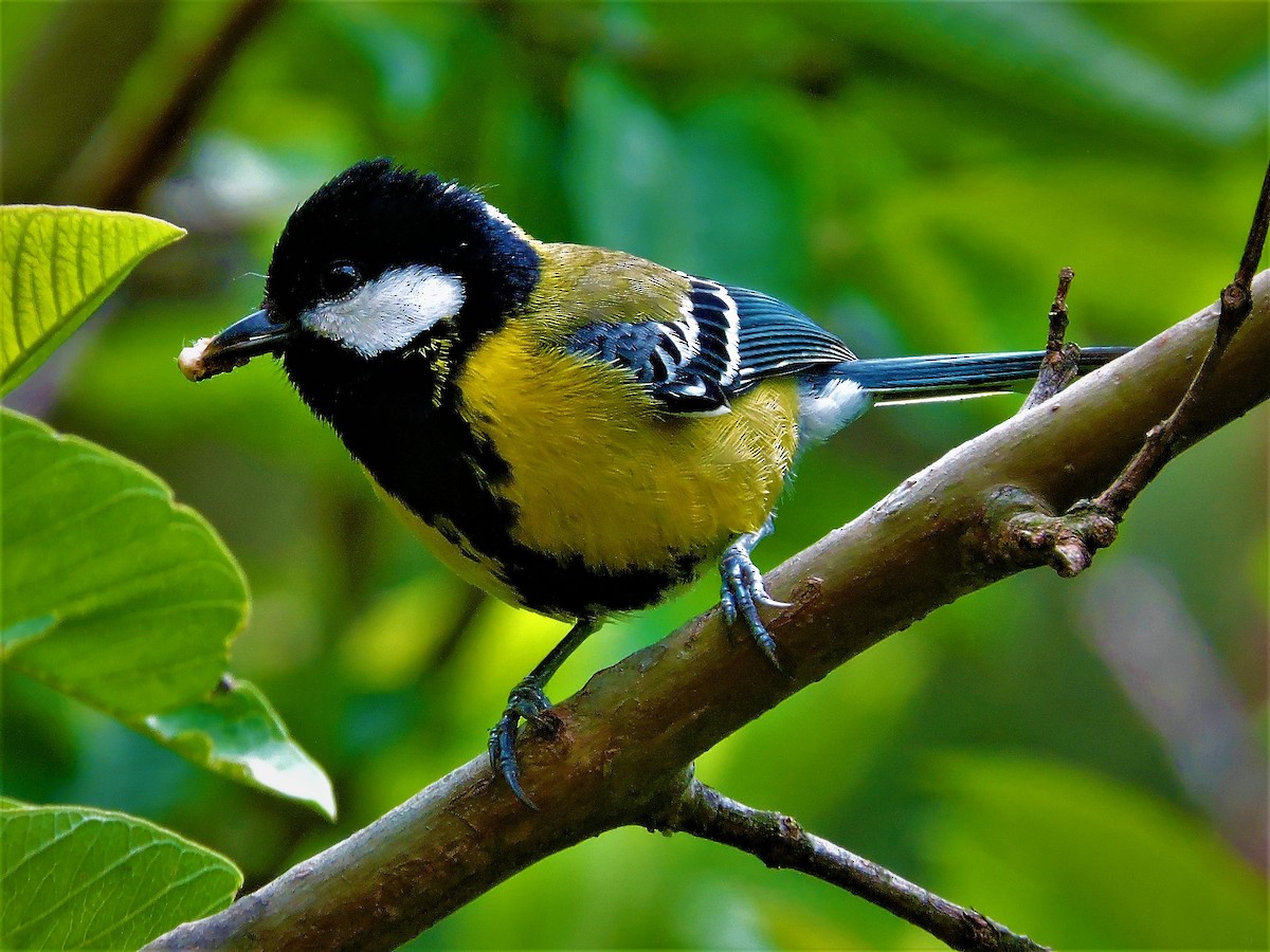 Green-backed Tit - ML268941651