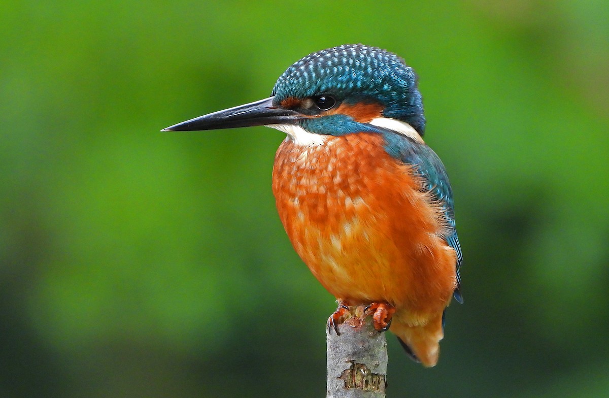 Common Kingfisher - Paul Lewis