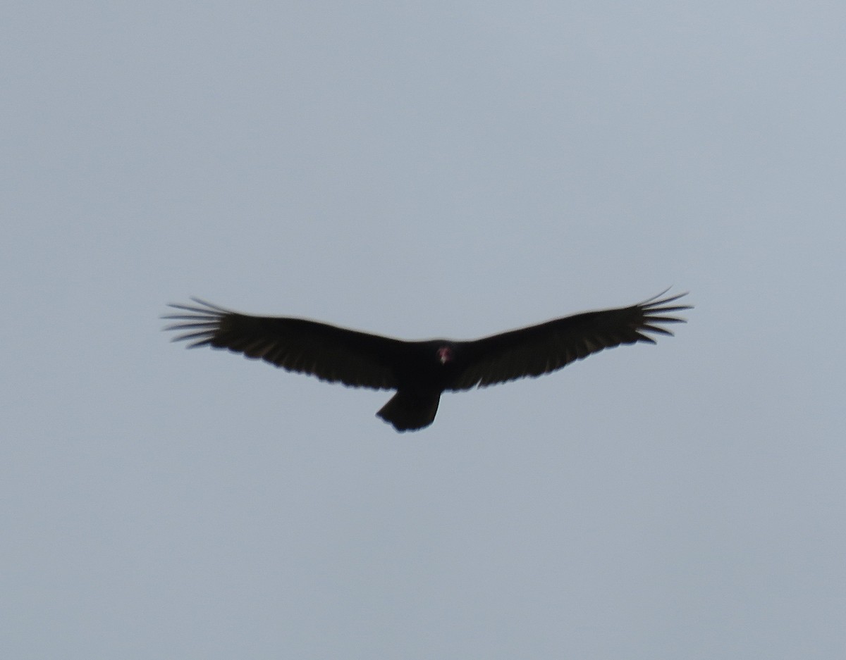 Turkey Vulture - ML26894541