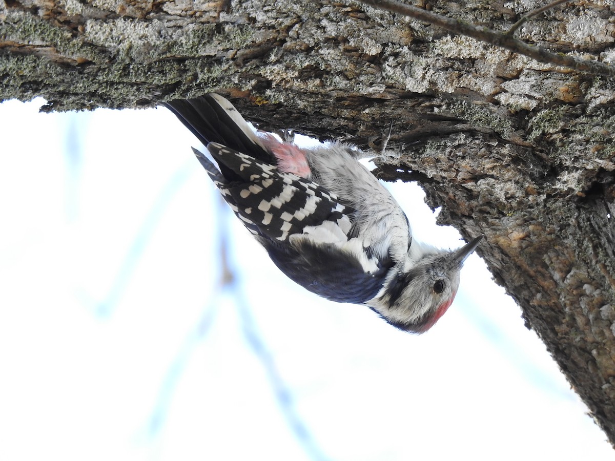 Middle Spotted Woodpecker - Igor Kozytsky