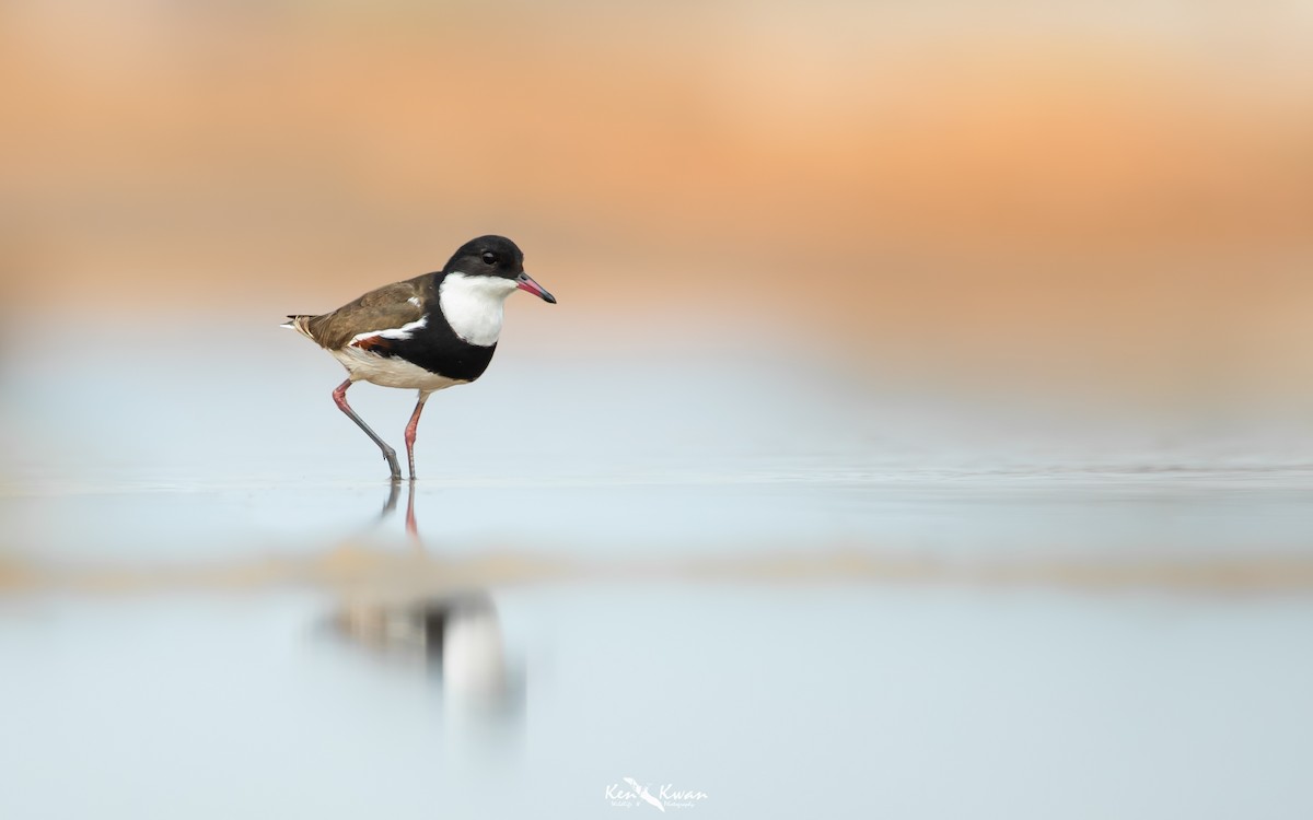 Red-kneed Dotterel - ML268953991