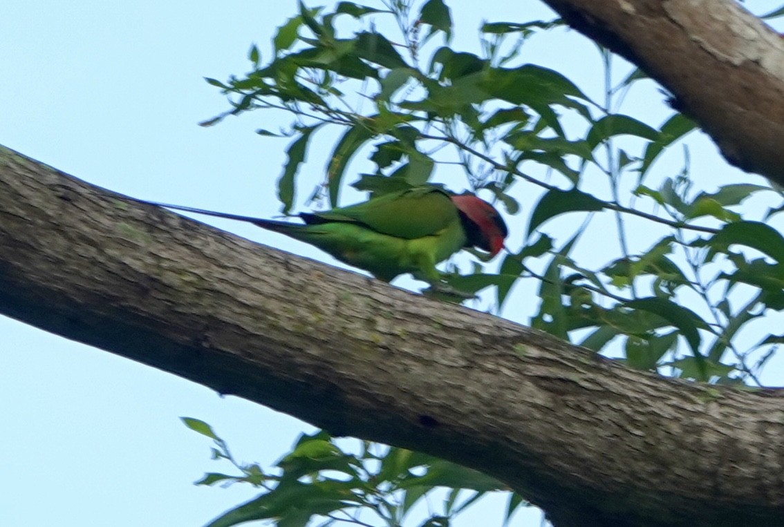 Long-tailed Parakeet - Ramesh T