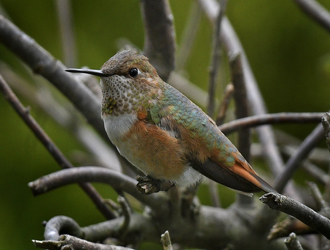 Rufous Hummingbird - ML268958471