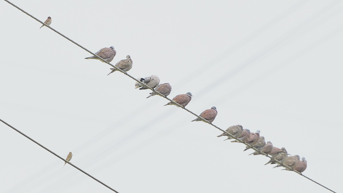 Red Collared-Dove - xiwen CHEN