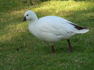 Ross's Goose, ML268966571