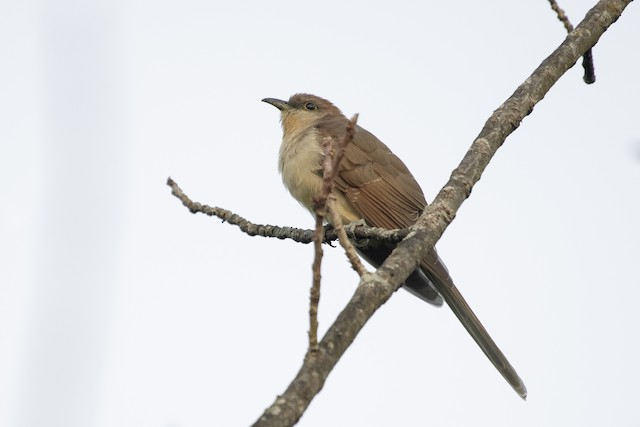 Black-billed Cuckoo