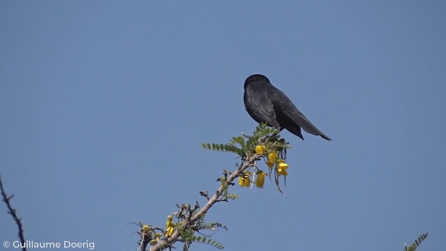 Austral Blackbird - ML268971381