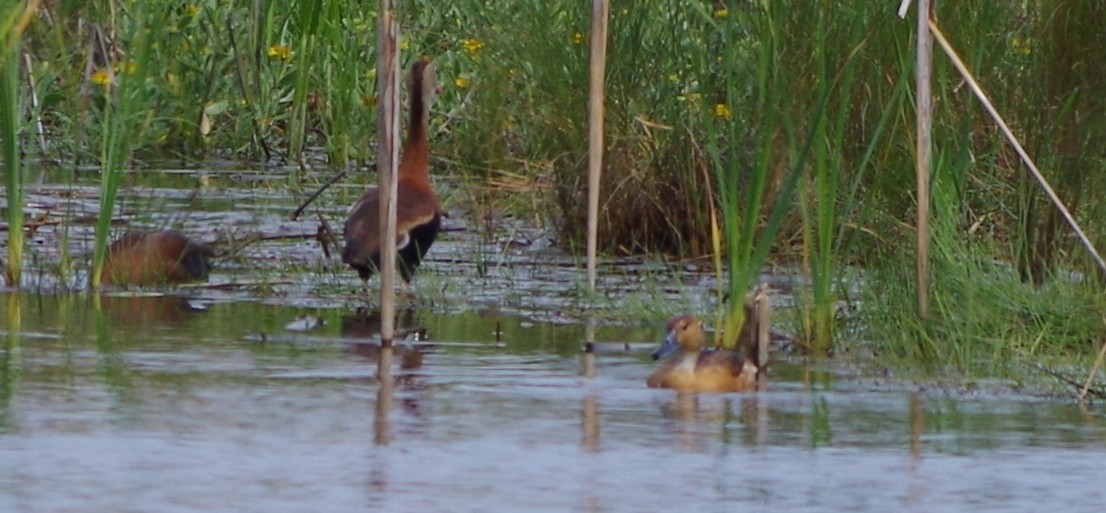 Fulvous Whistling-Duck - ML26897241
