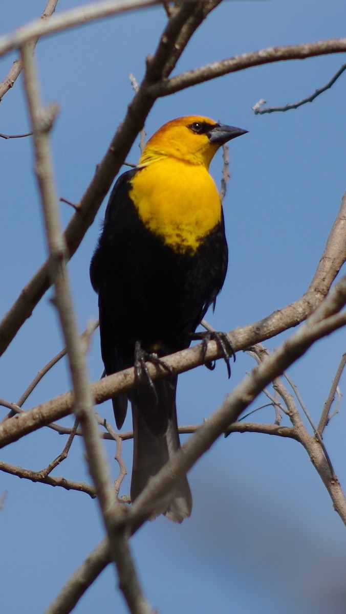 Yellow-headed Blackbird - ML26897431