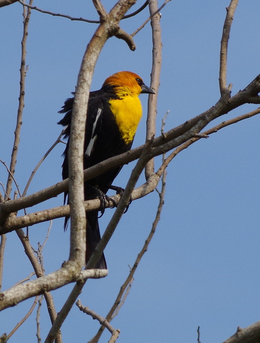 Yellow-headed Blackbird - ML26897451