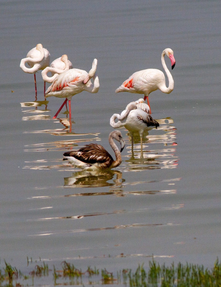 Greater Flamingo - Deborah Barnes