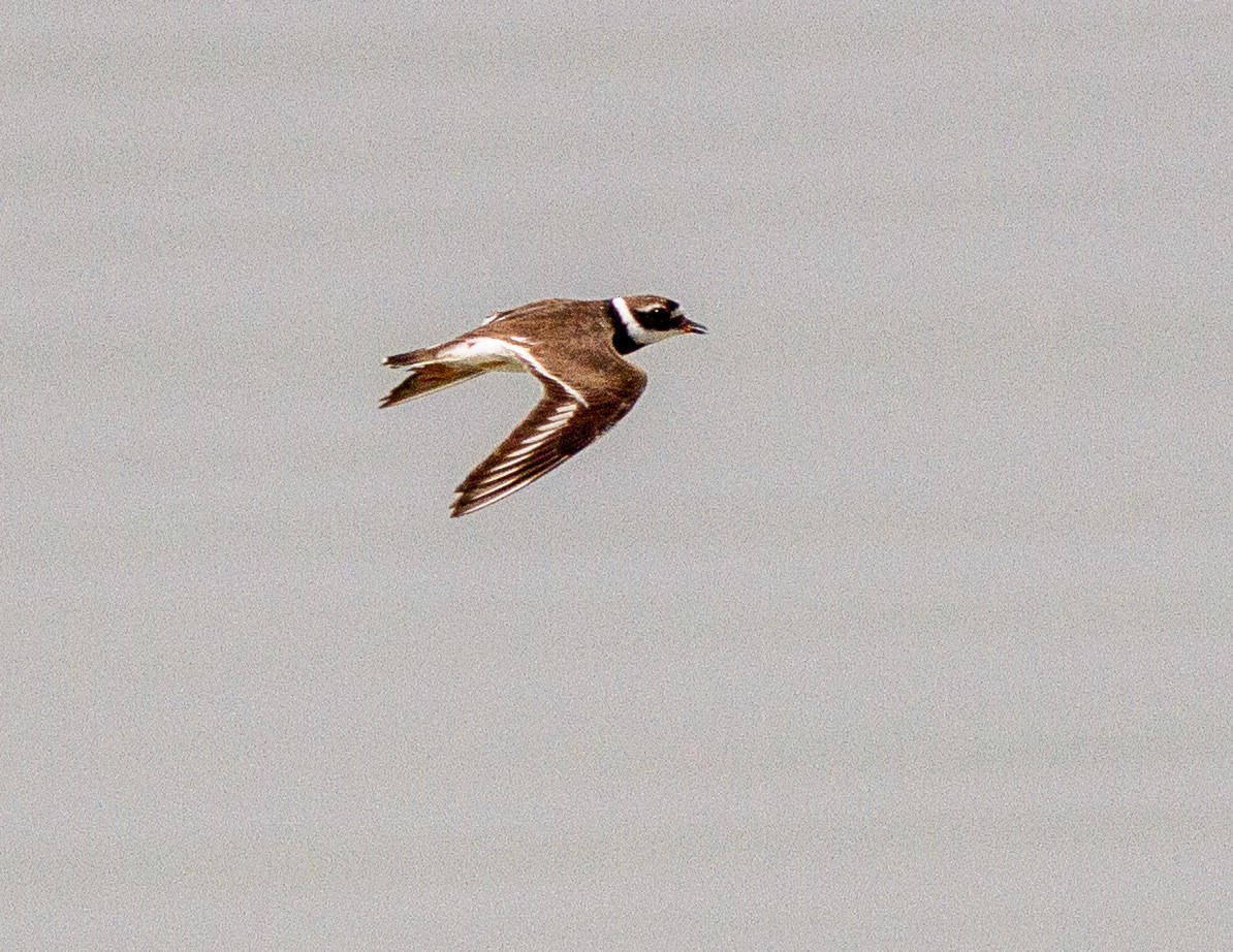 Common Ringed Plover - ML268976831