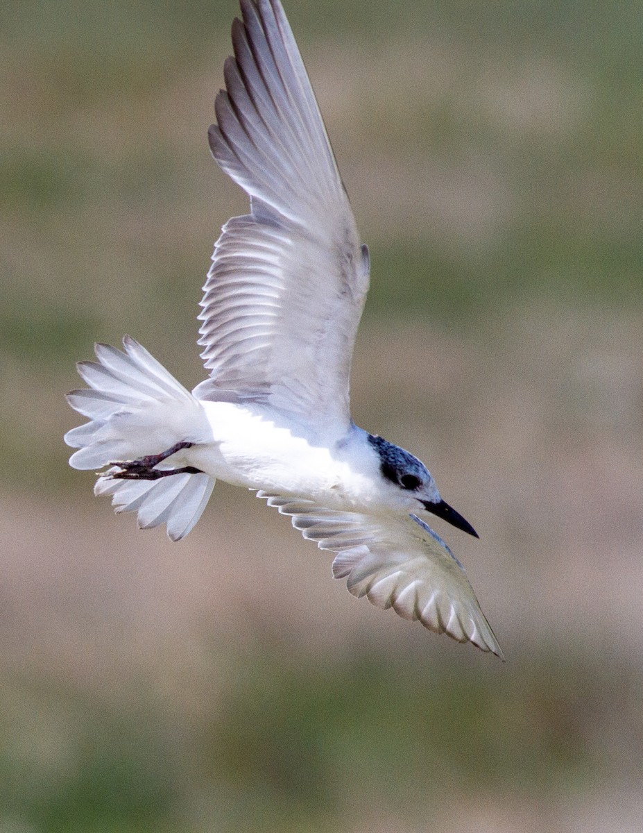 White-winged Tern - Deborah Barnes