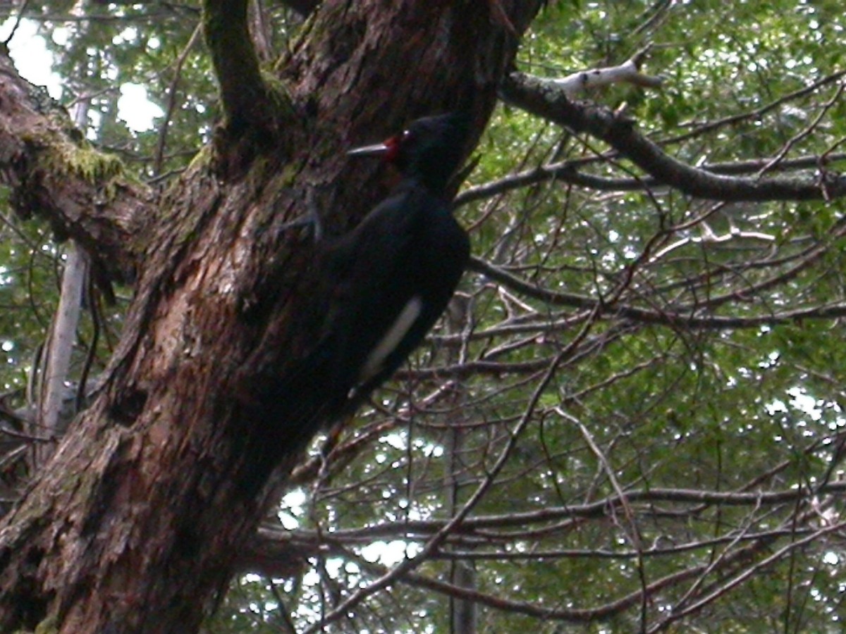 Magellanic Woodpecker - Ángel Vela