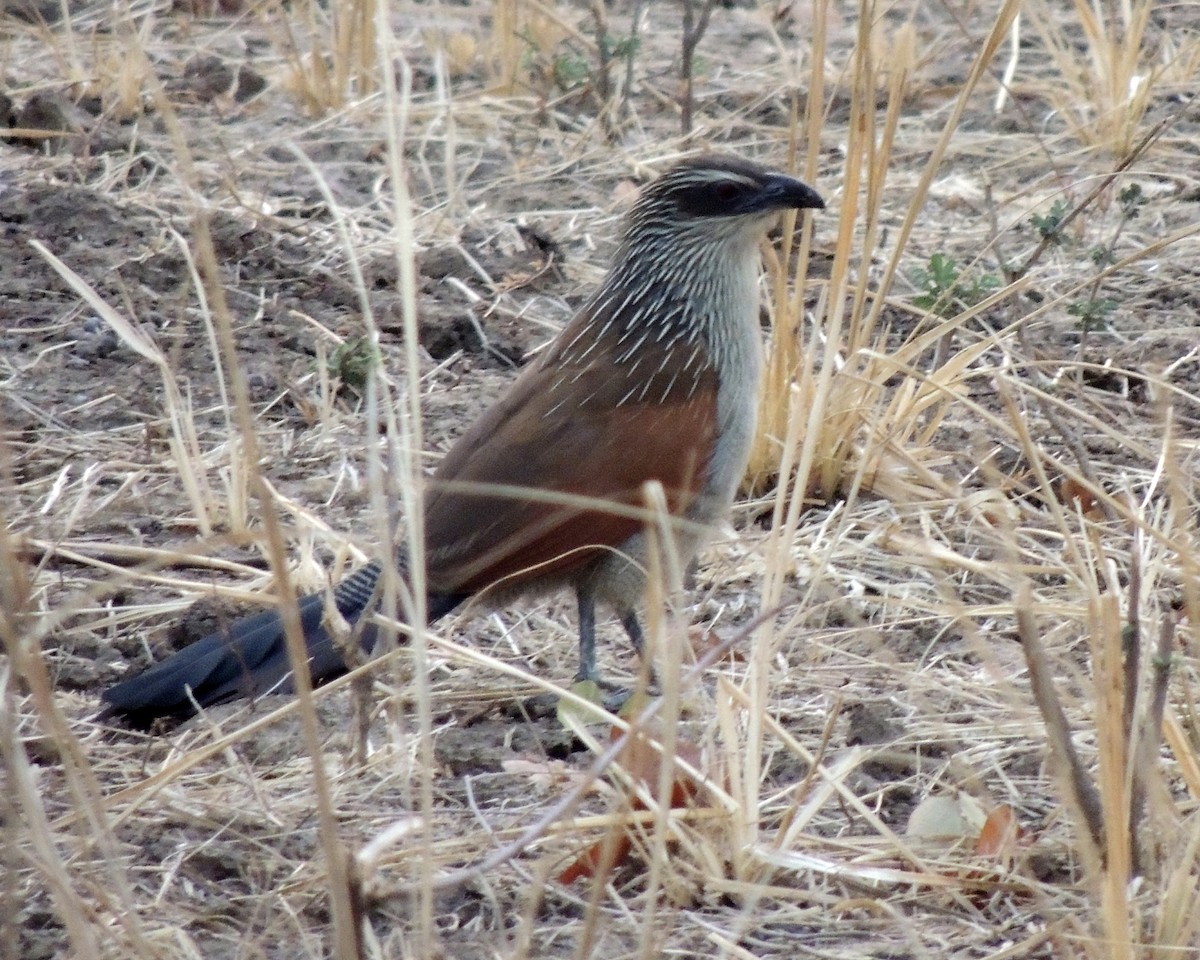 White-browed Coucal - ML268986251