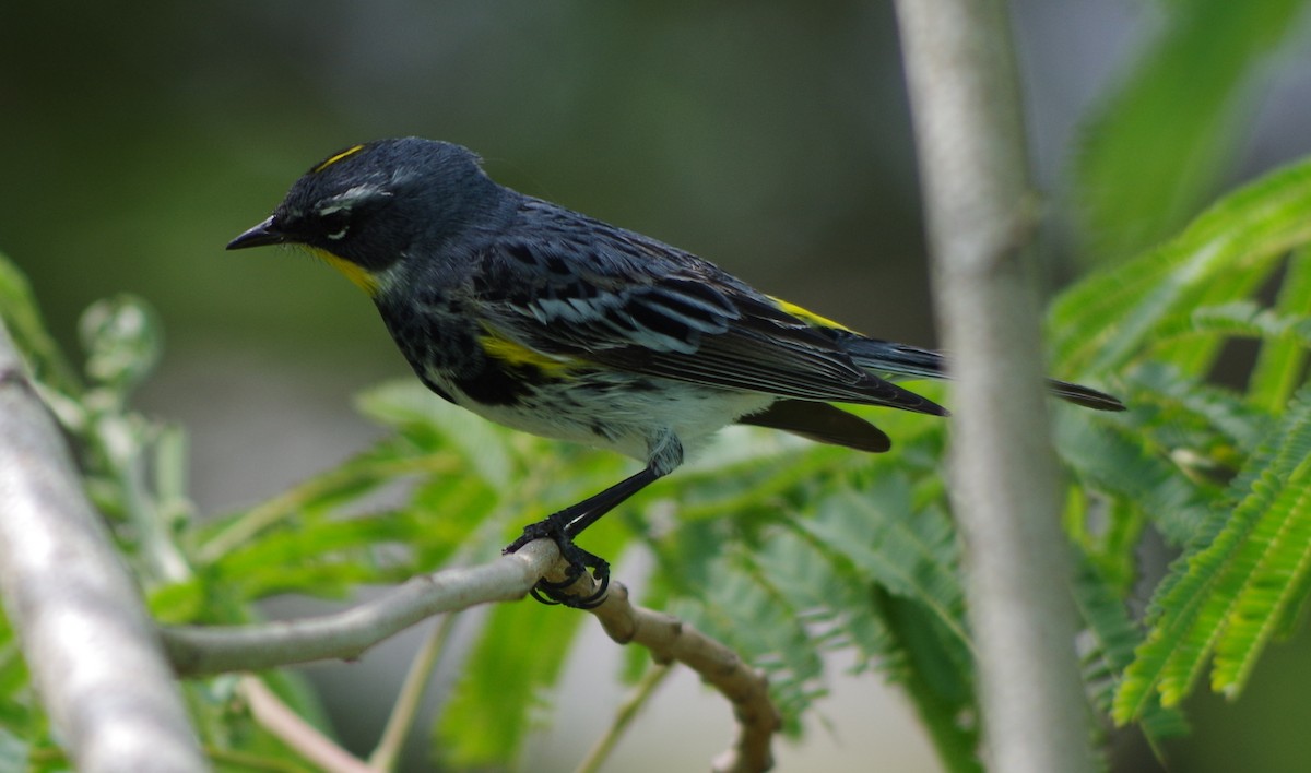 Yellow-rumped Warbler (Myrtle x Audubon's) - ML26898971