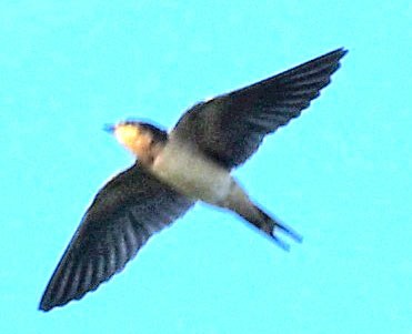 Barn Swallow - ML268992961
