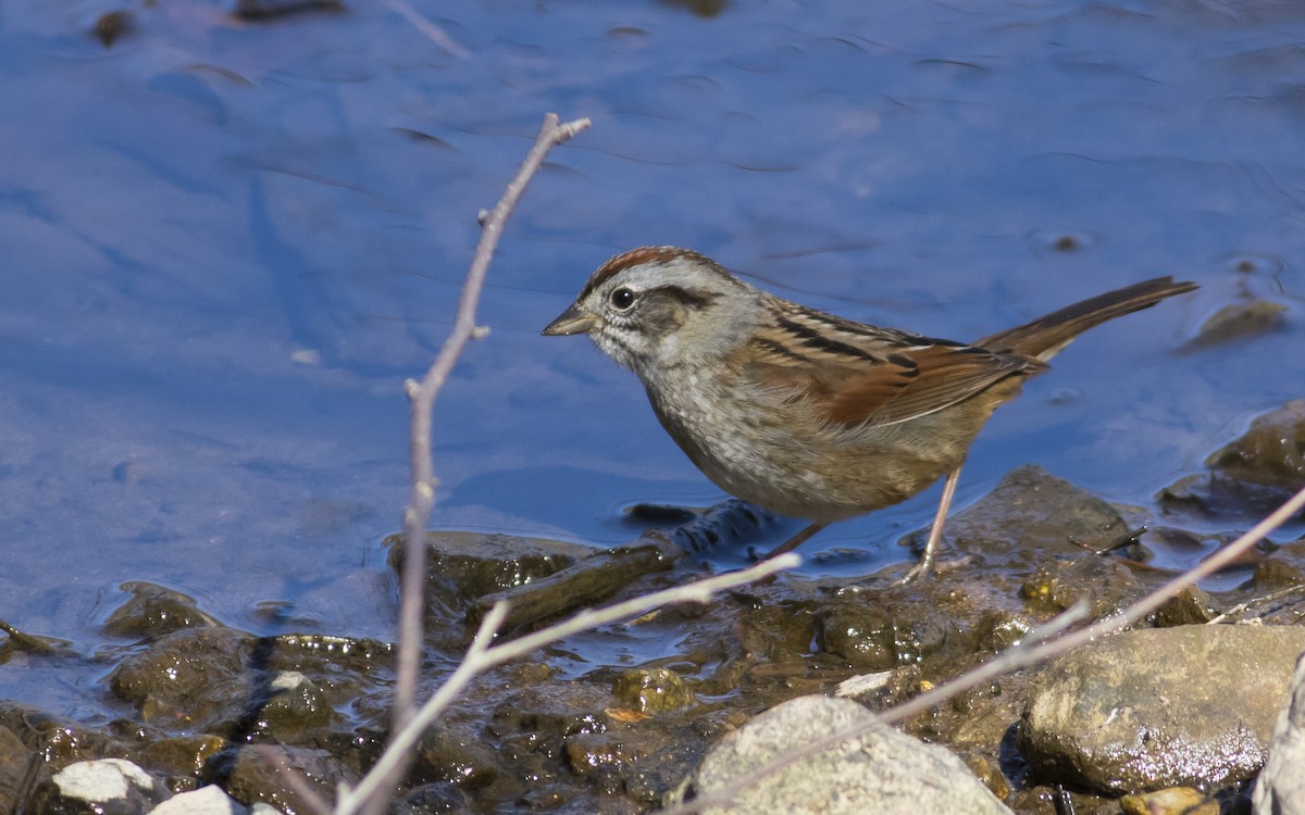 Swamp Sparrow - ML26899451
