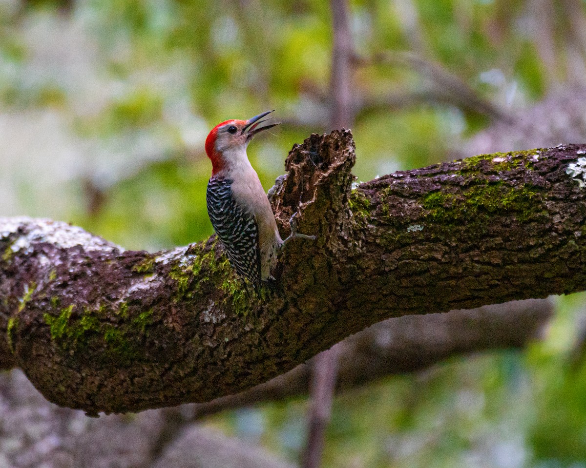 Red-bellied Woodpecker - Dori Eldridge