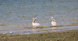 pelikán kadeřavý - ML269016501
