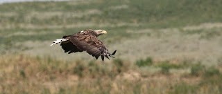 White-tailed Eagle - ML269016671