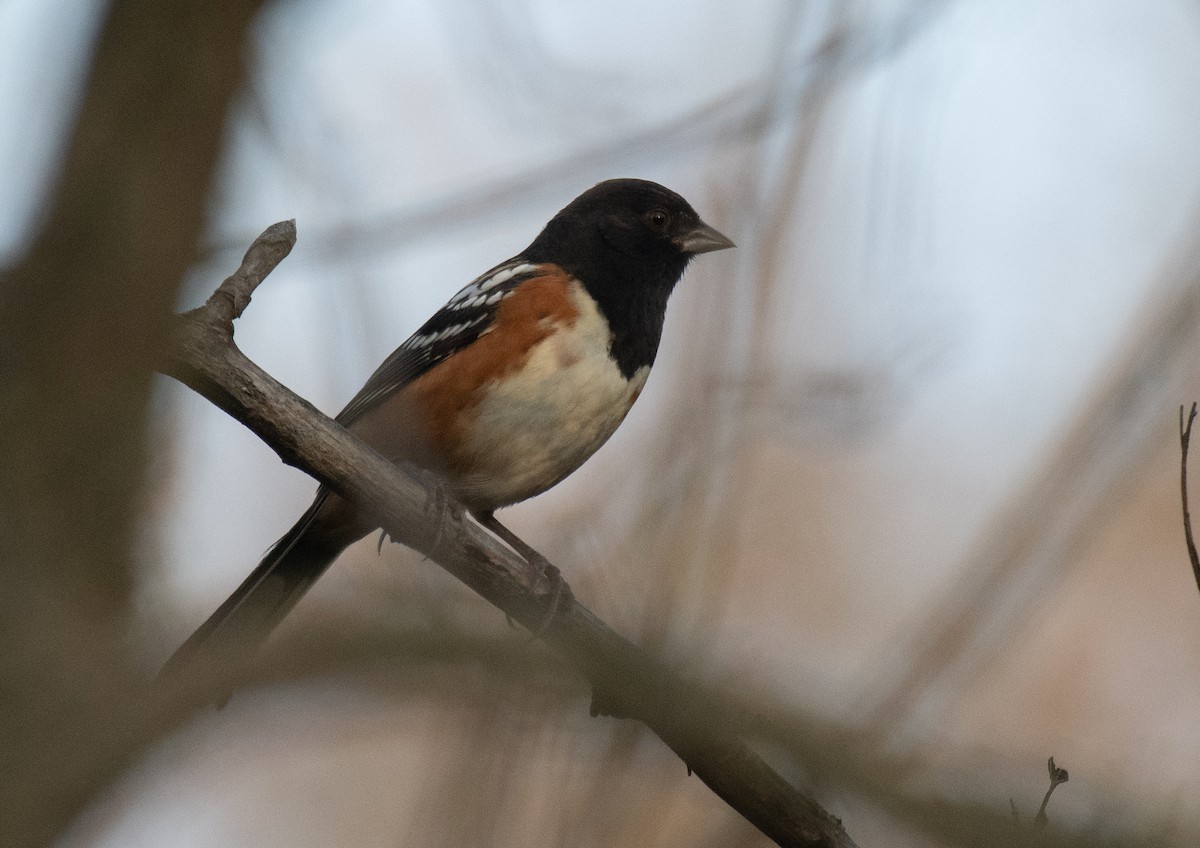 Spotted Towhee - ML269021291