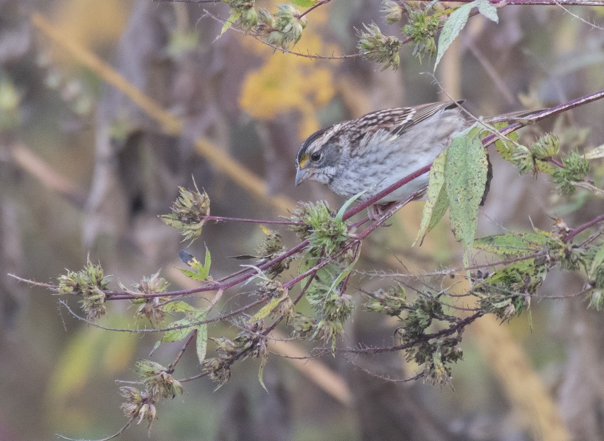 White-throated Sparrow - ML269021471