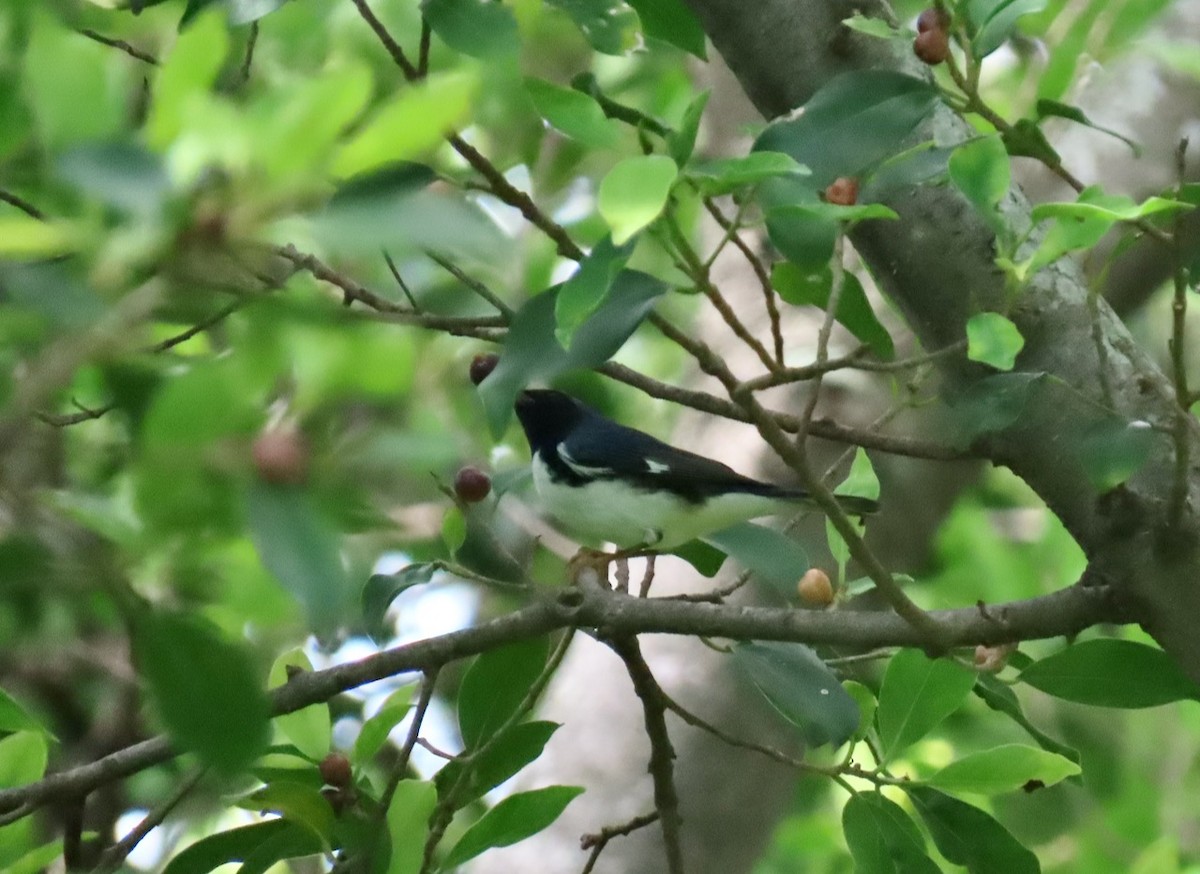 Black-throated Blue Warbler - Gael Silverblatt