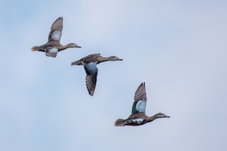 Blue-winged Teal, ML269029581
