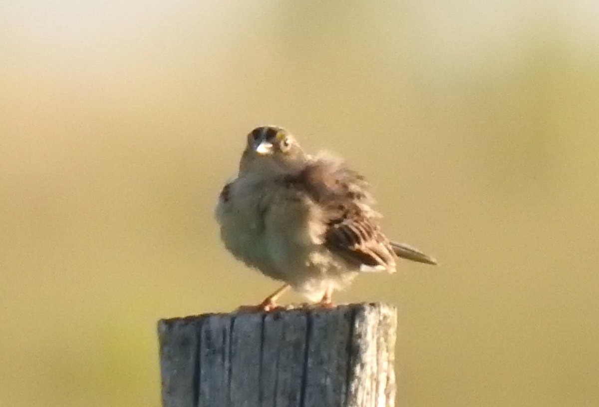 Grasshopper Sparrow - ML269036281