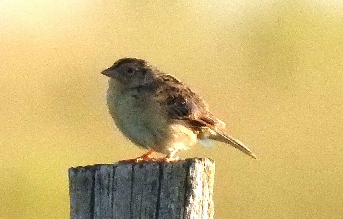 Grasshopper Sparrow - ML269036311
