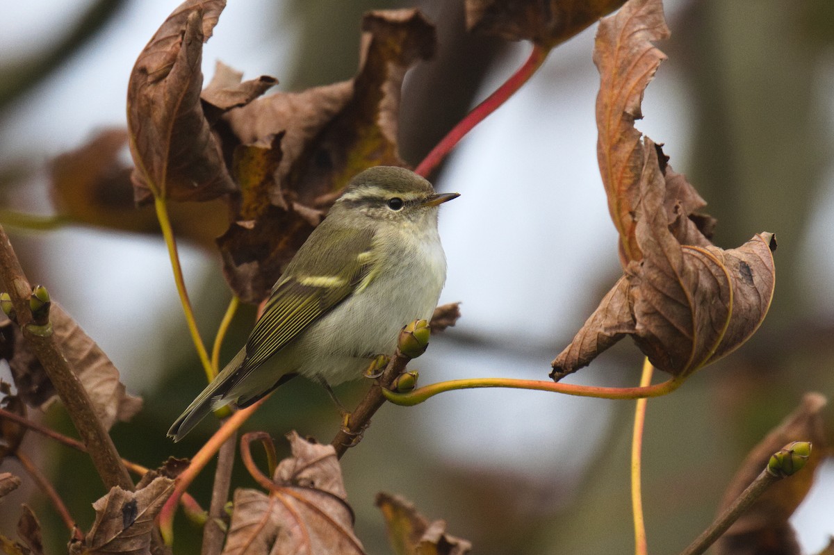 Yellow-browed Warbler - ML269046351