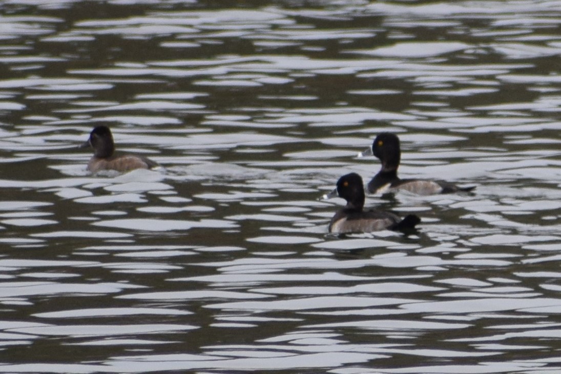 Ring-necked Duck - Syd Cannings