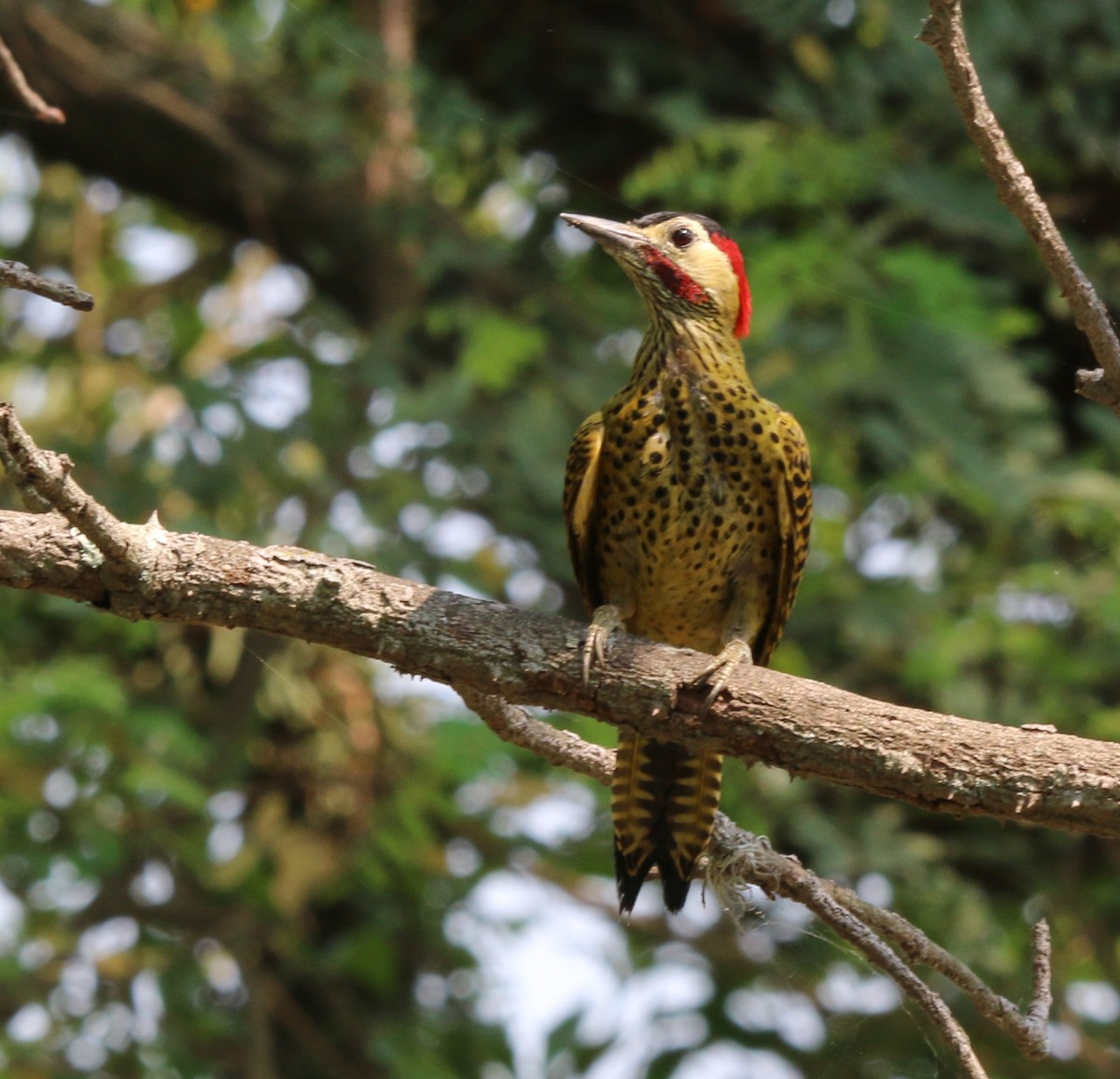 Green-barred Woodpecker - ML269047421
