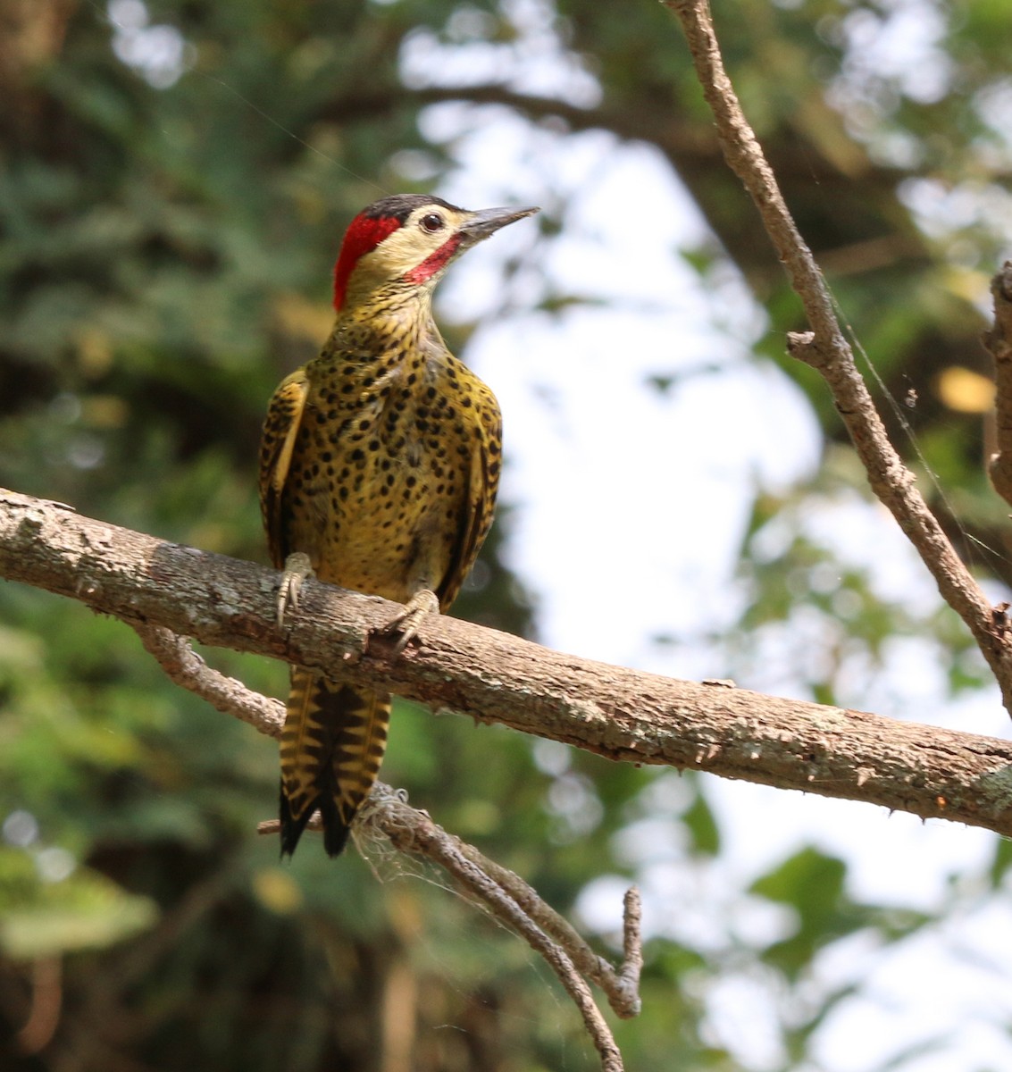 Green-barred Woodpecker - ML269047491