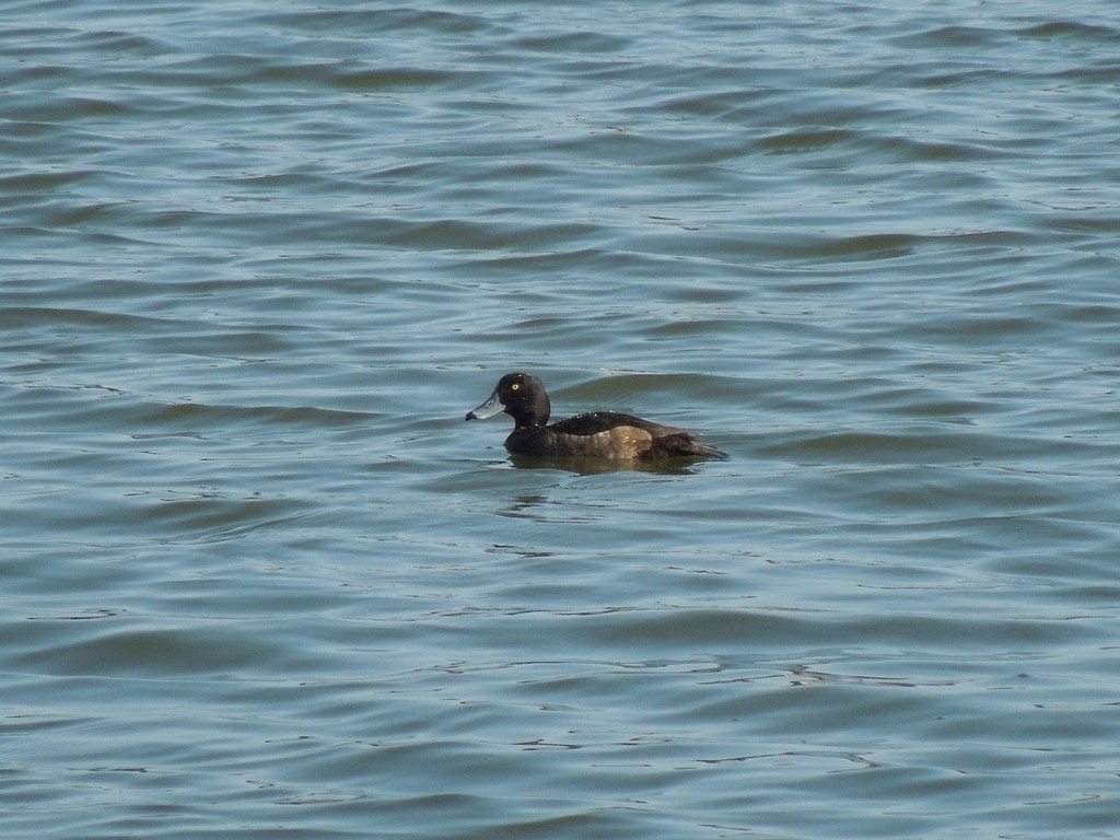 Tufted Duck - ML269048341
