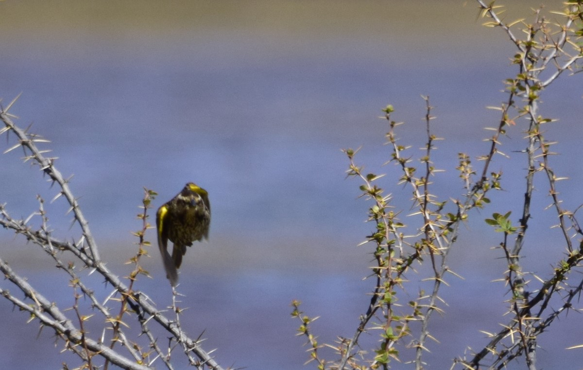 Yellow-winged Blackbird - alejandro vega